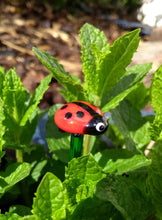 Glass ladybird