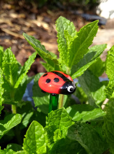 Glass ladybird