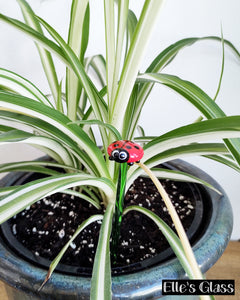 Glass ladybird