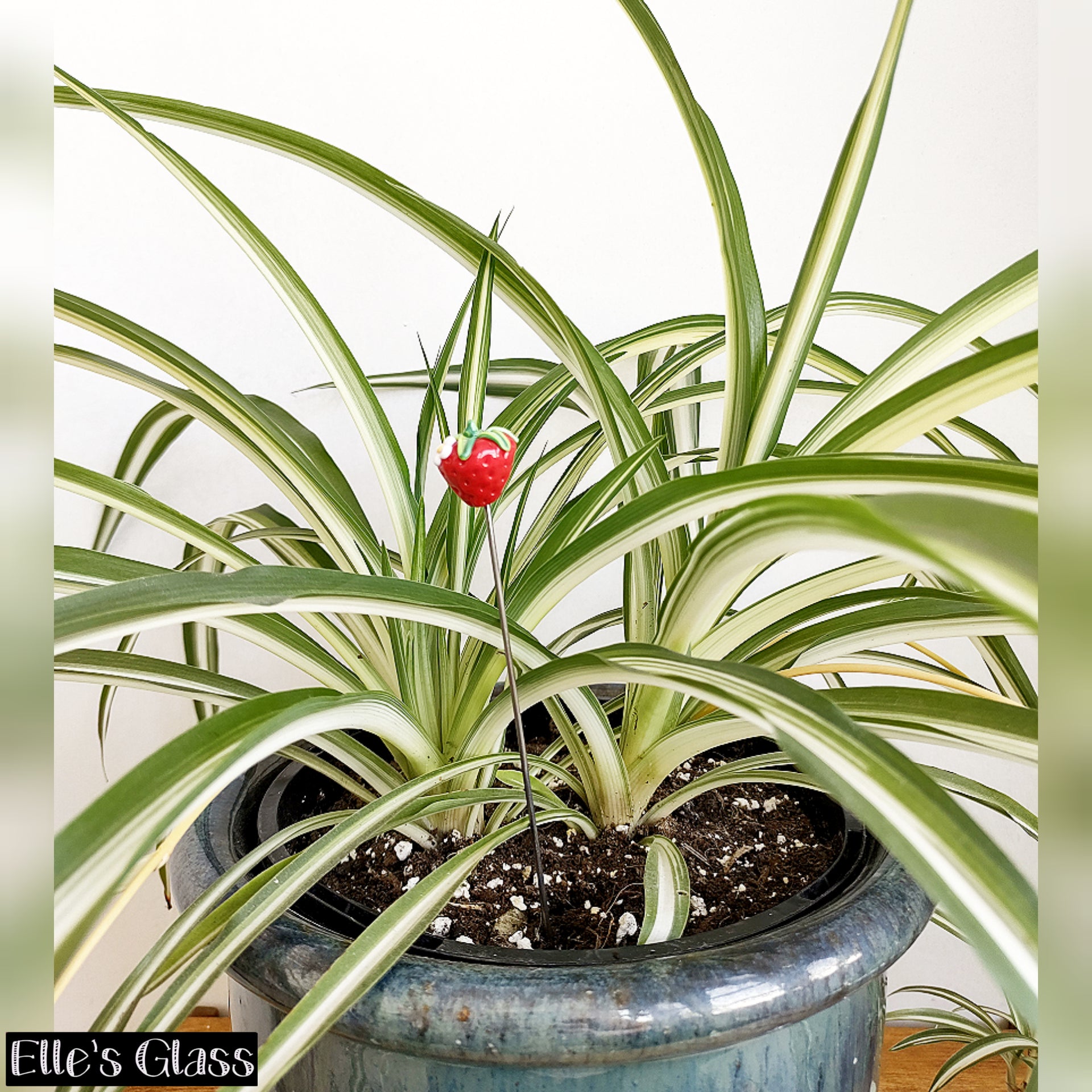 Spider Plant Chlorophytum Variegatum, Established plant approx. 15cm length