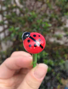 Glass ladybird